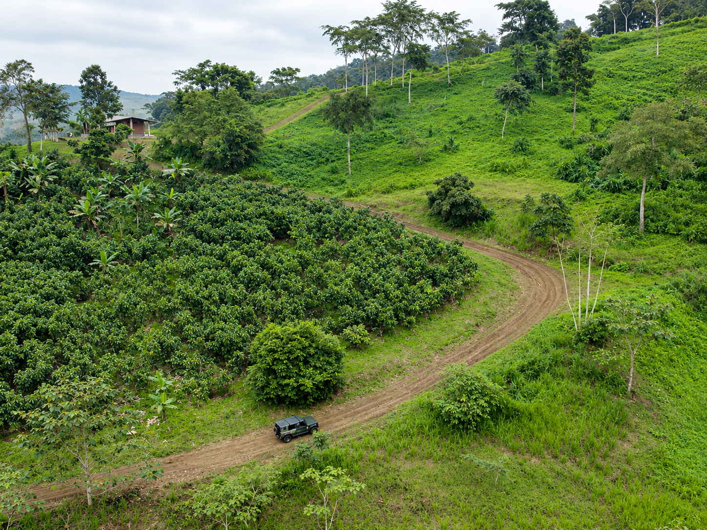 Tropical Hillside Road and Greenery.png